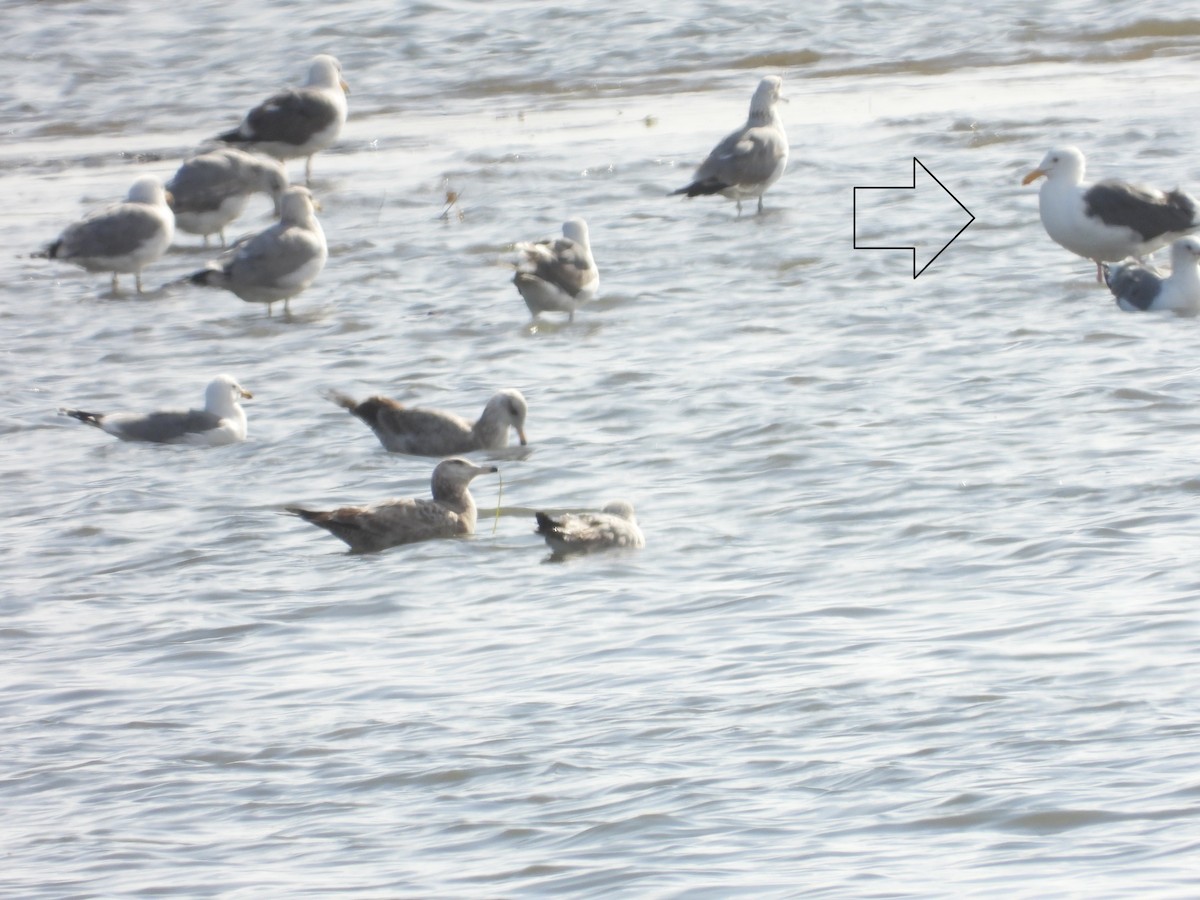 Western Gull - ML630881281