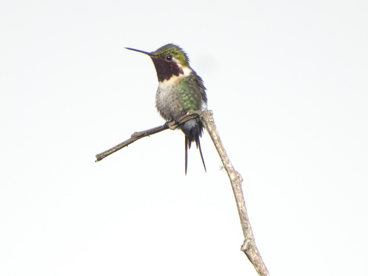 Colibri bourdon - ML630881384