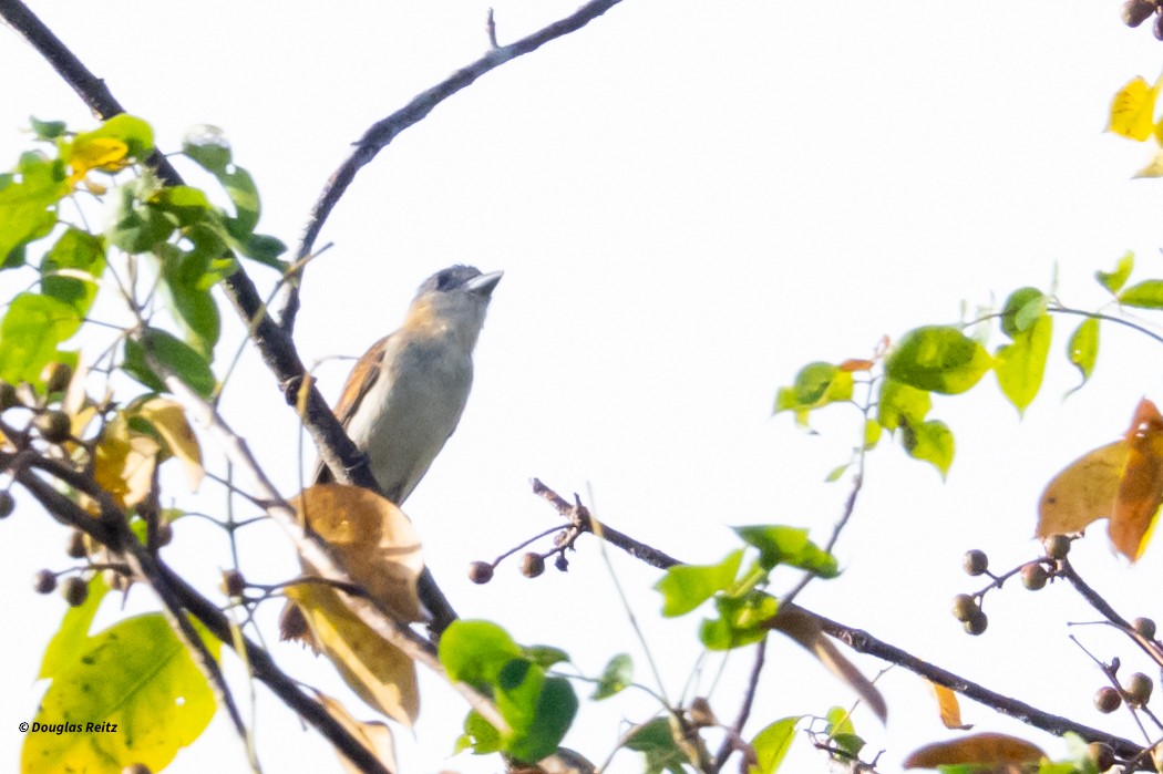 Rose-throated Becard - ML630881393
