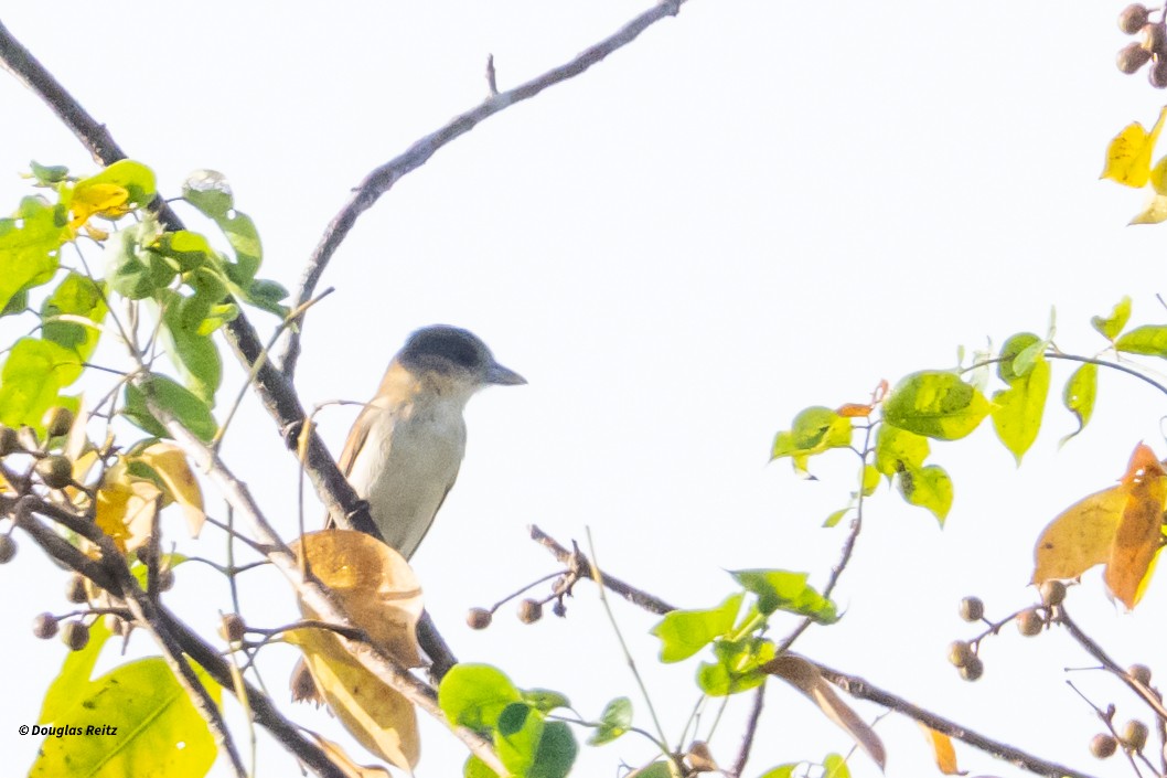 Rose-throated Becard - ML630881394