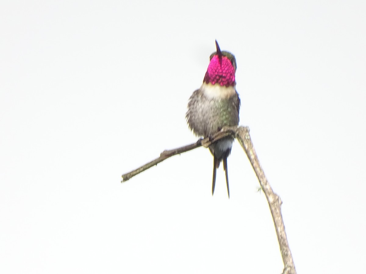 Colibri bourdon - ML630881418
