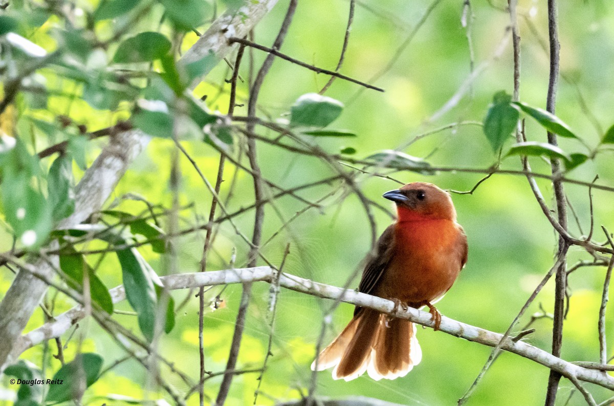 Red-throated Ant-Tanager - ML630881425