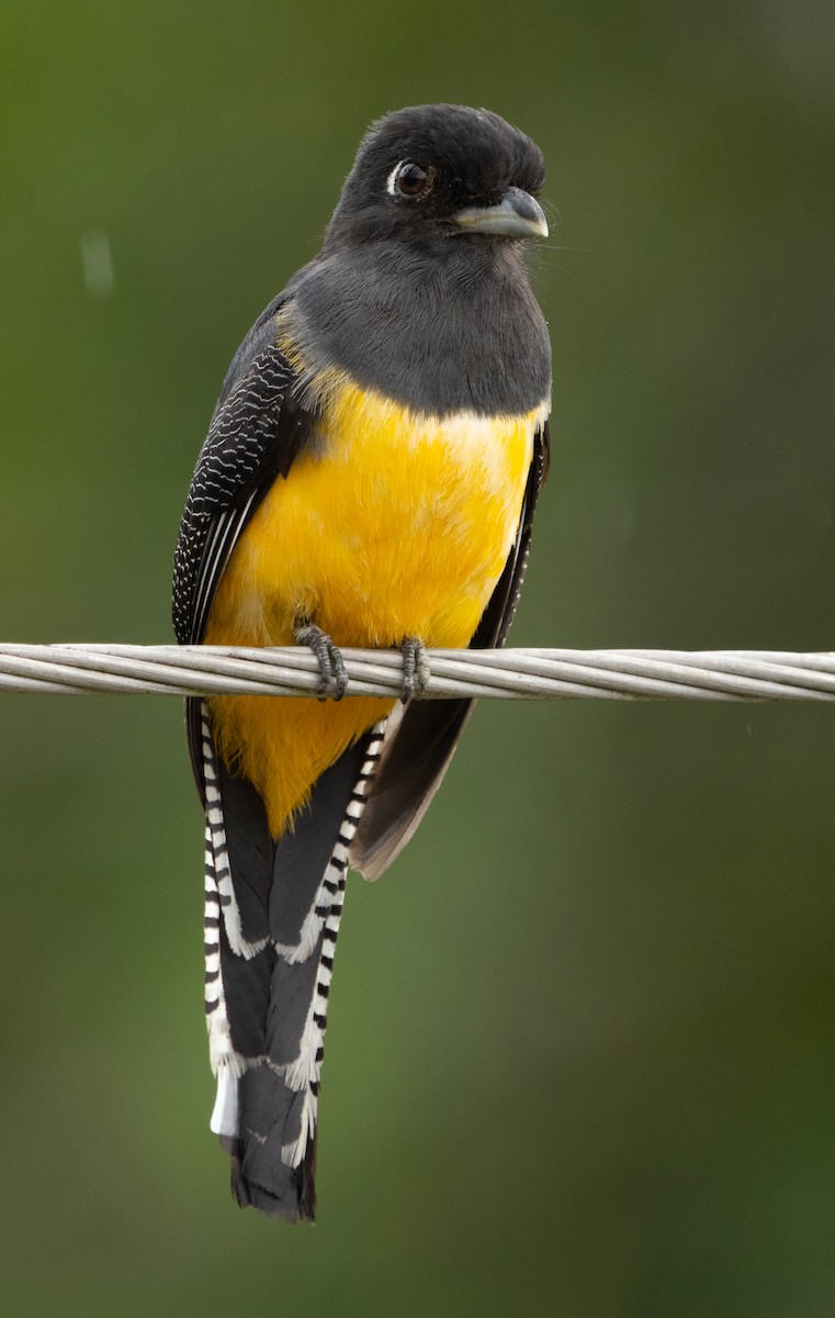 Gartered Violaceous Trogon - ML630881427