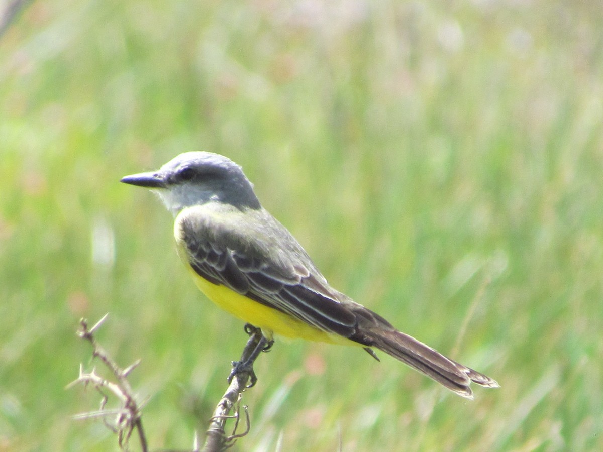 Tropical Kingbird - ML630881439