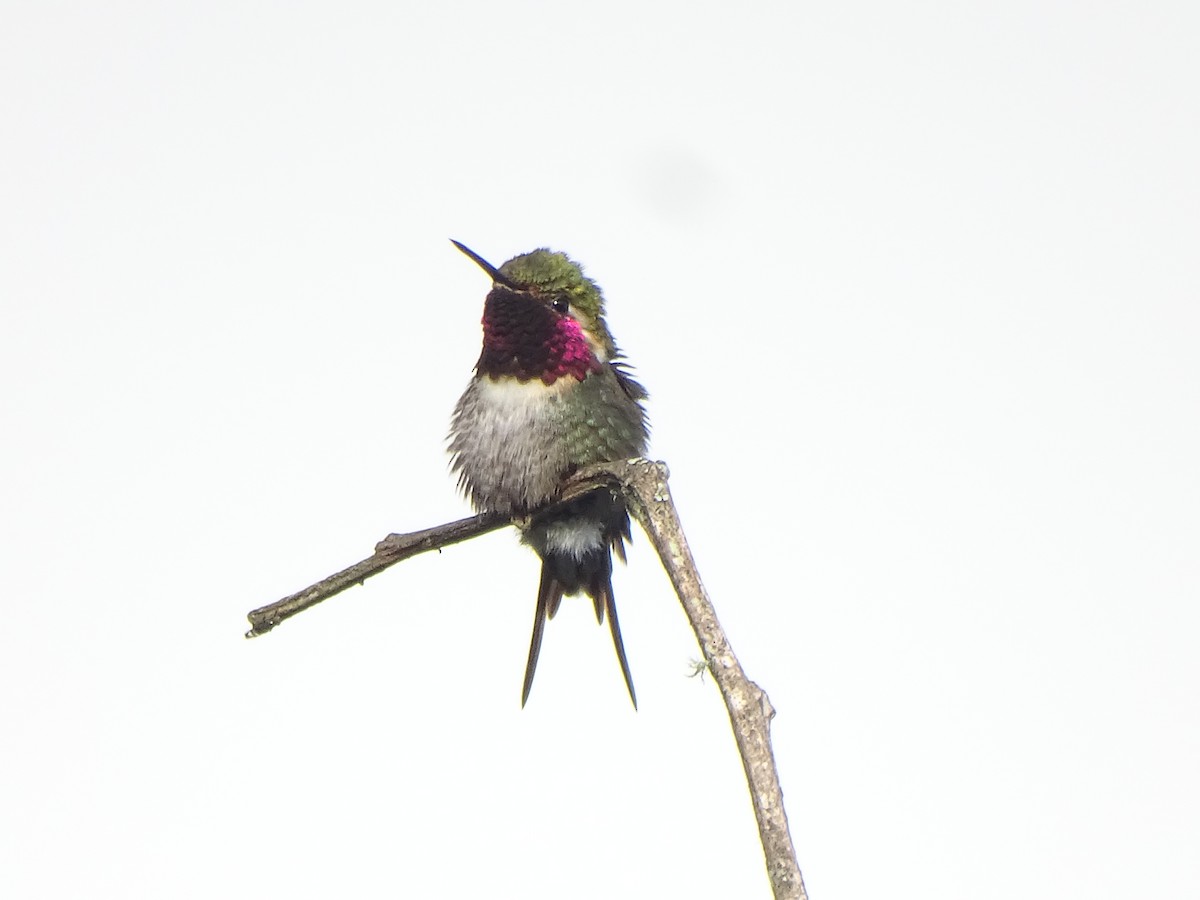 Colibri bourdon - ML630881447
