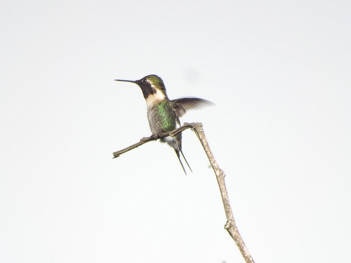 Colibri bourdon - ML630881470