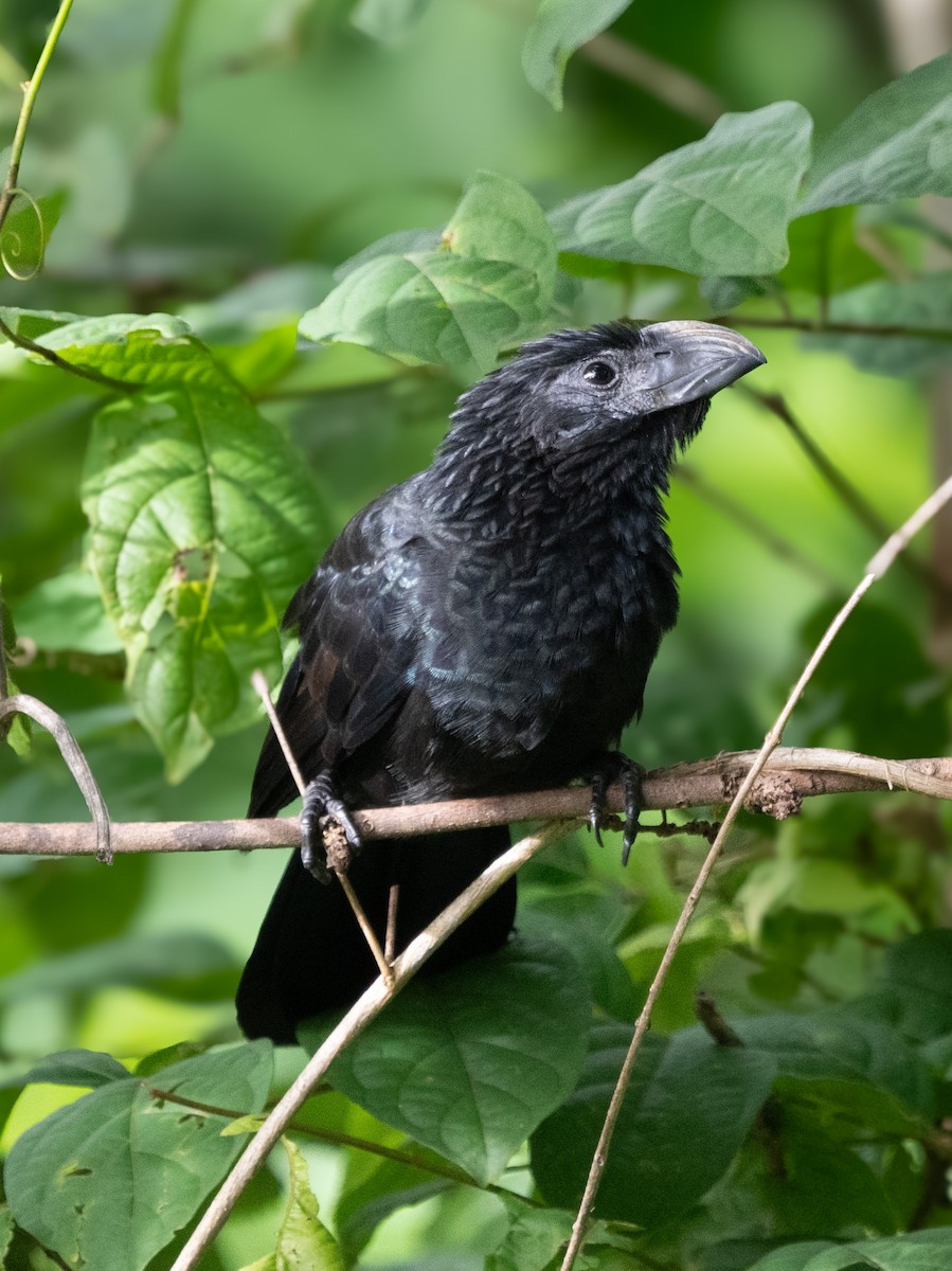 Groove-billed Ani - ML630881477