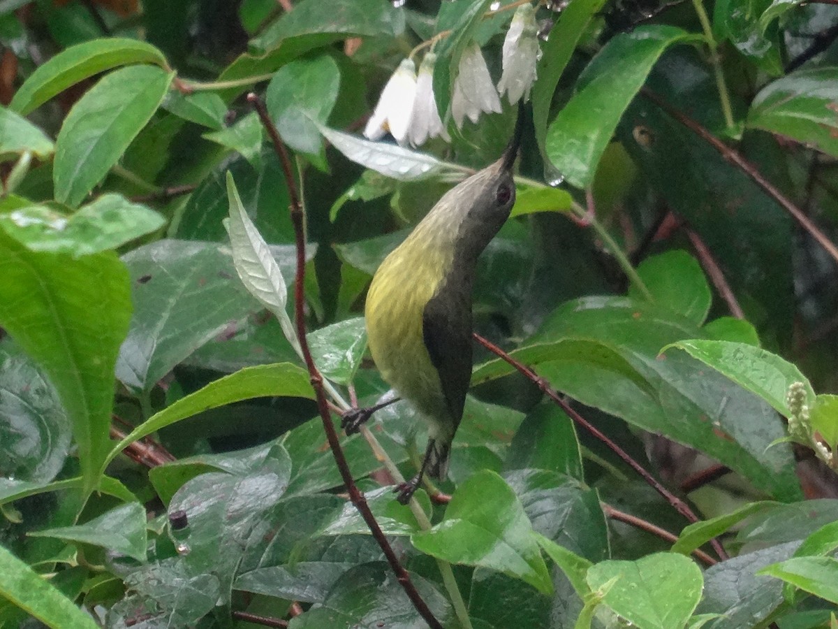 Metallic-winged Sunbird (Luzon) - ML630881485