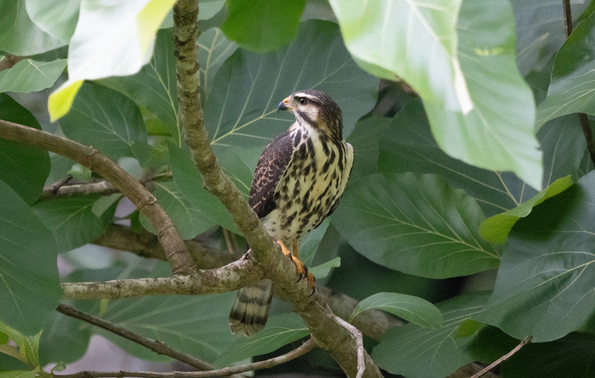 Gray Hawk - ML630881486