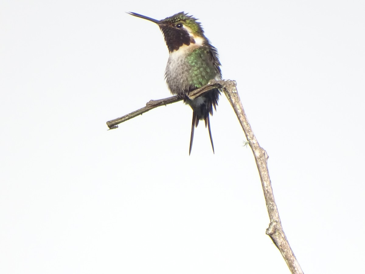Colibri bourdon - ML630881492