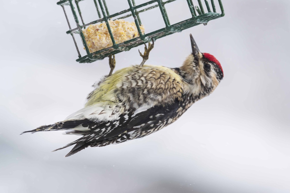 Yellow-bellied Sapsucker - ML630881620
