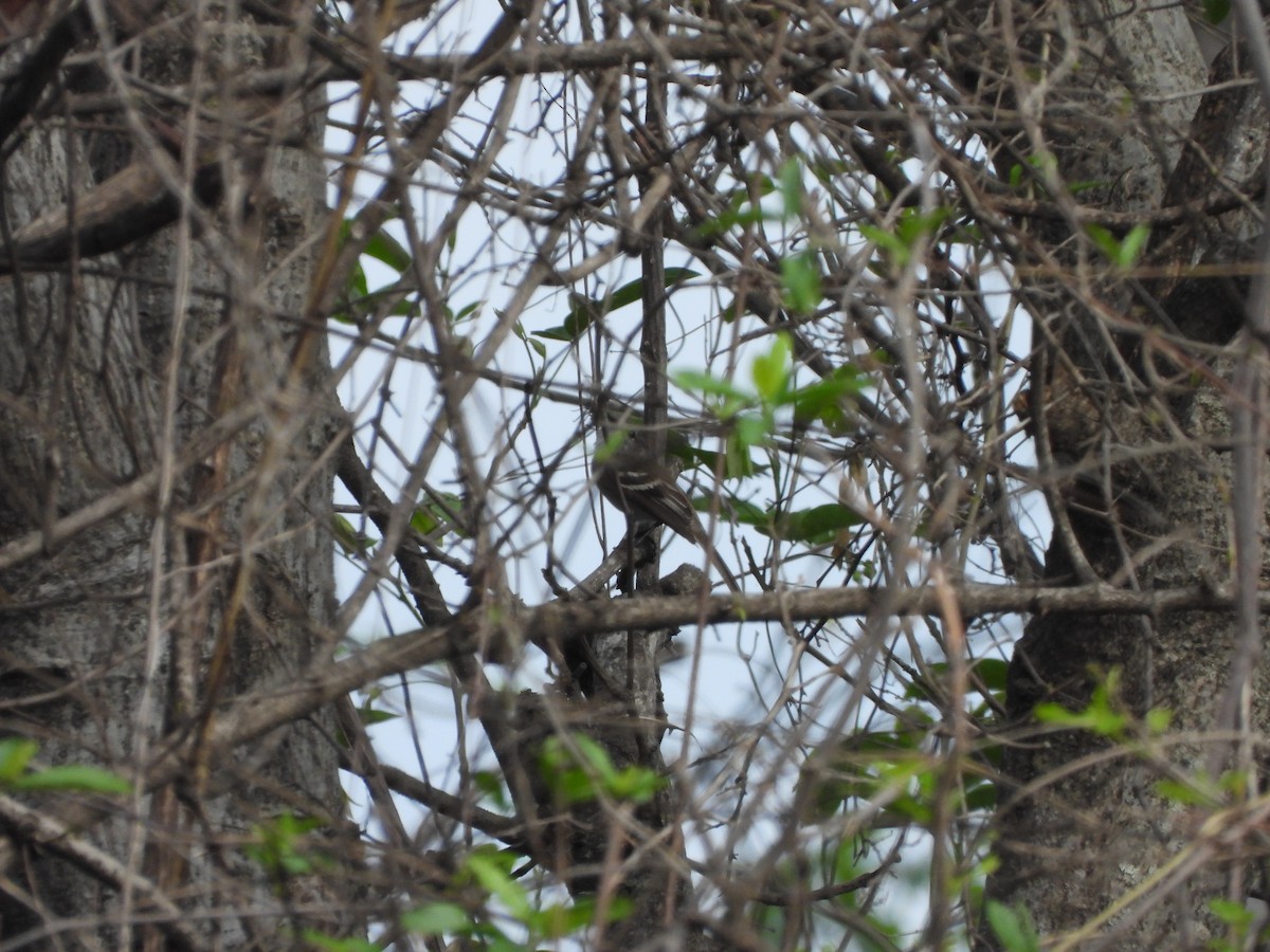 Marañon Tyrannulet - ML630881635