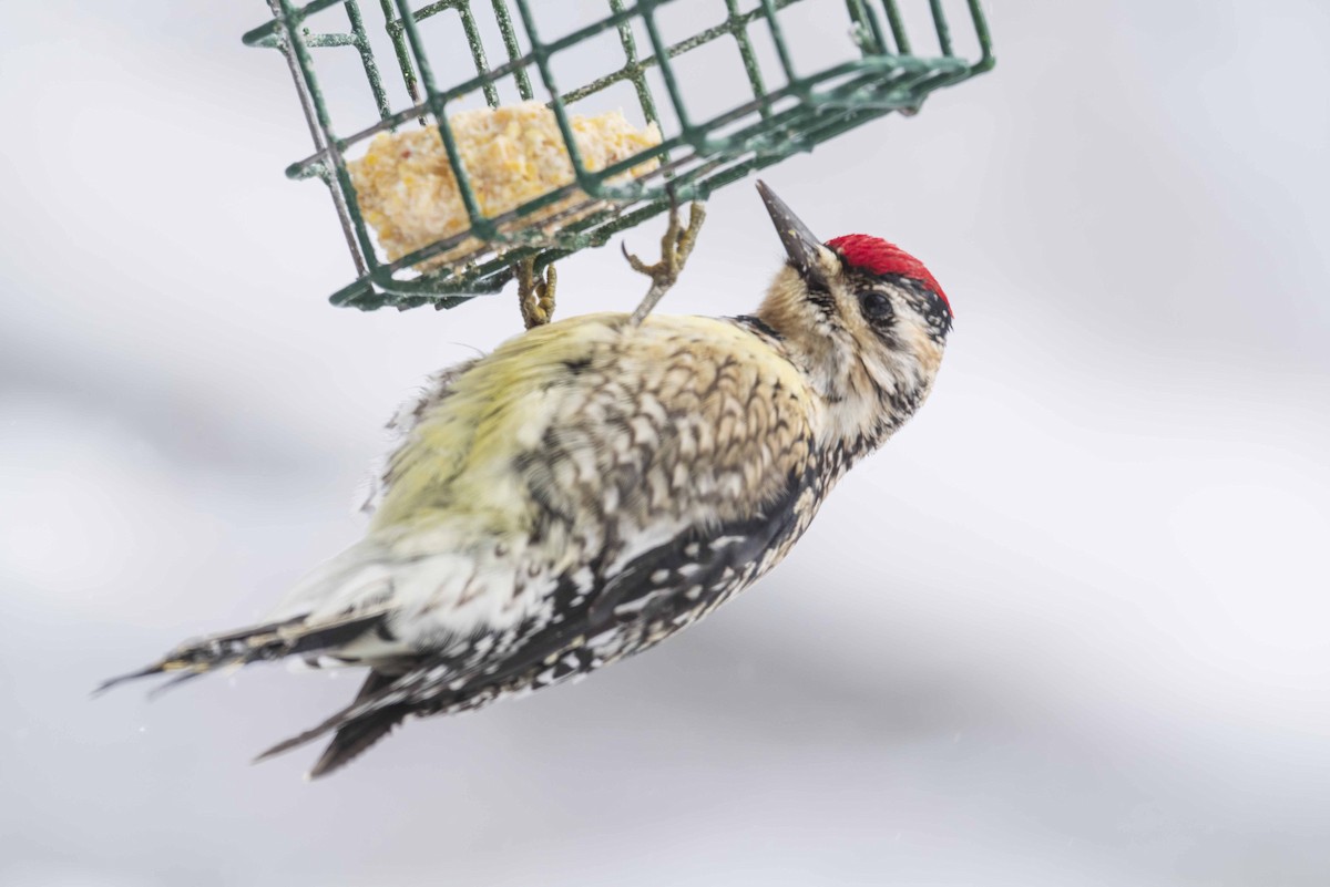 Yellow-bellied Sapsucker - ML630881641