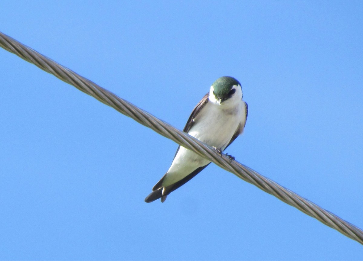 Violet-green Swallow - ML630881683