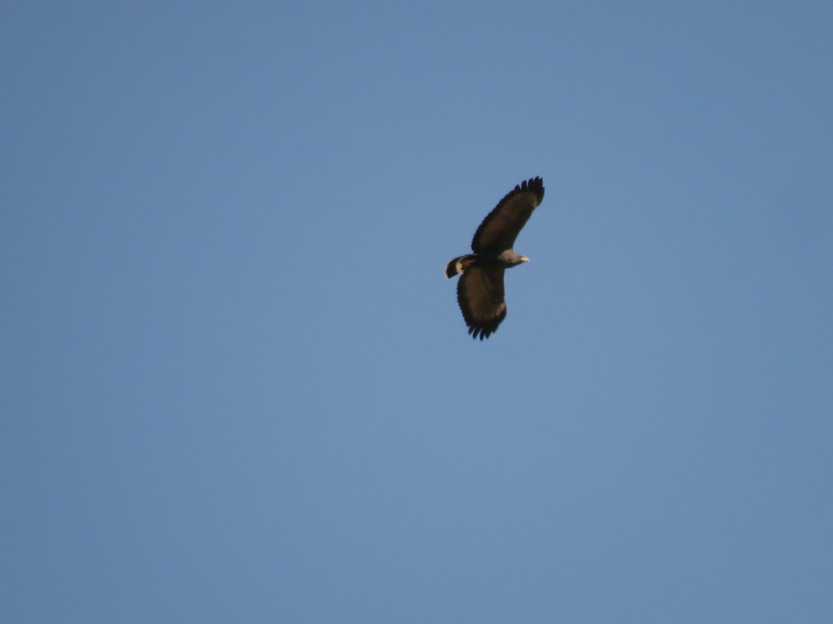 Common Black Hawk - ML630881729