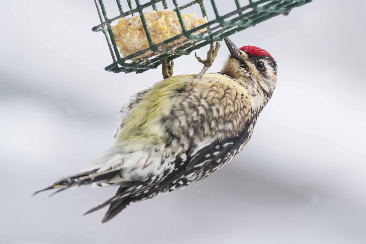 Yellow-bellied Sapsucker - ML630881737