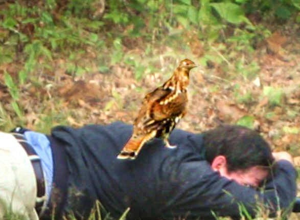 Ruffed Grouse - ML630881850