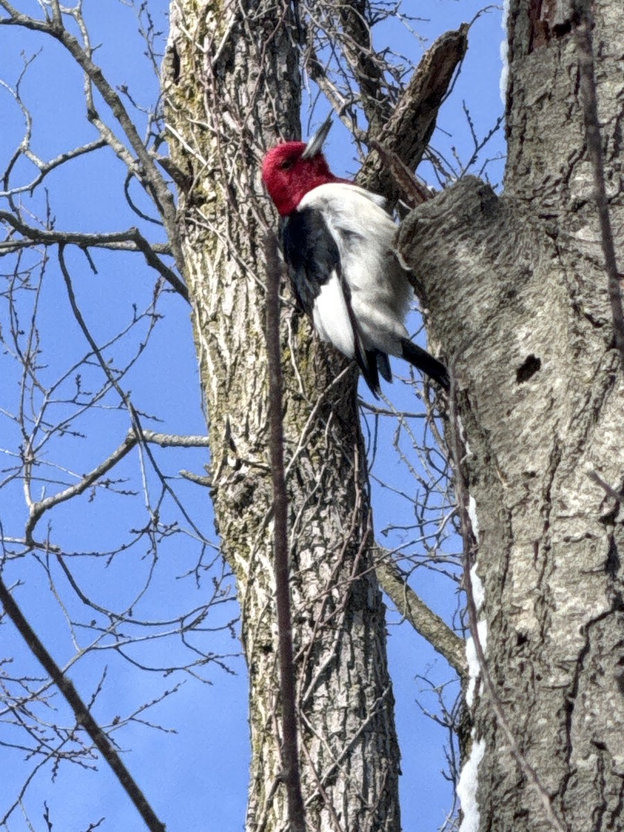 Red-headed Woodpecker - ML630882194