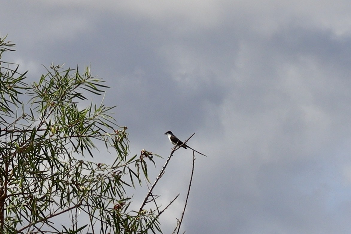 Fork-tailed Flycatcher - ML630882451