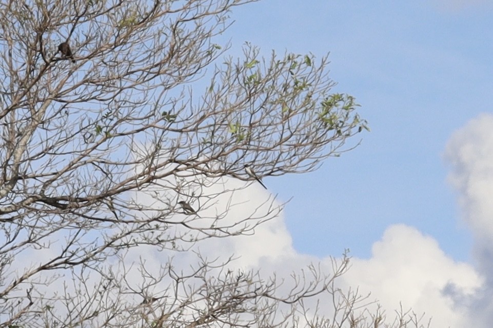 Fork-tailed Flycatcher - ML630882452