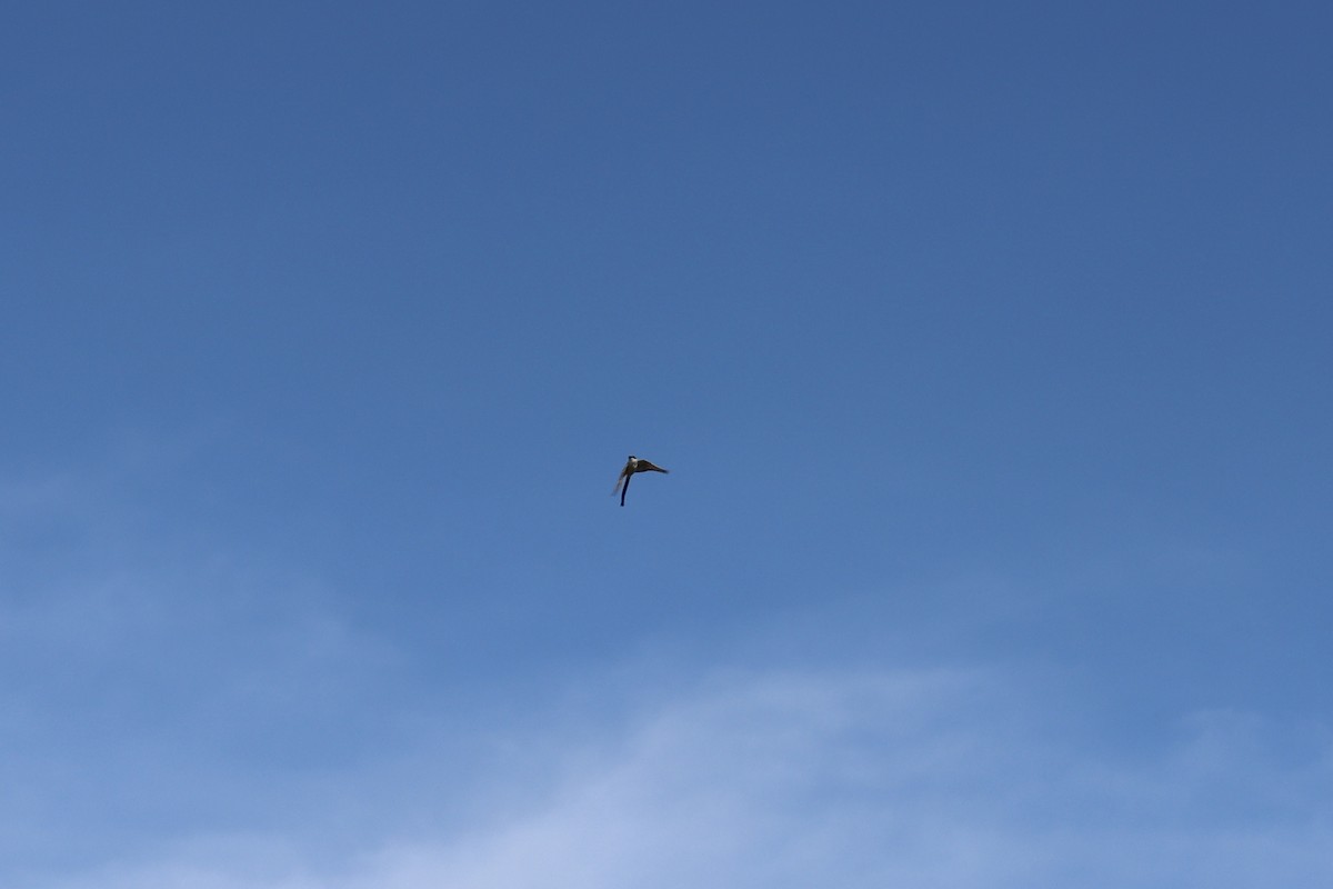 Fork-tailed Flycatcher - ML630882453