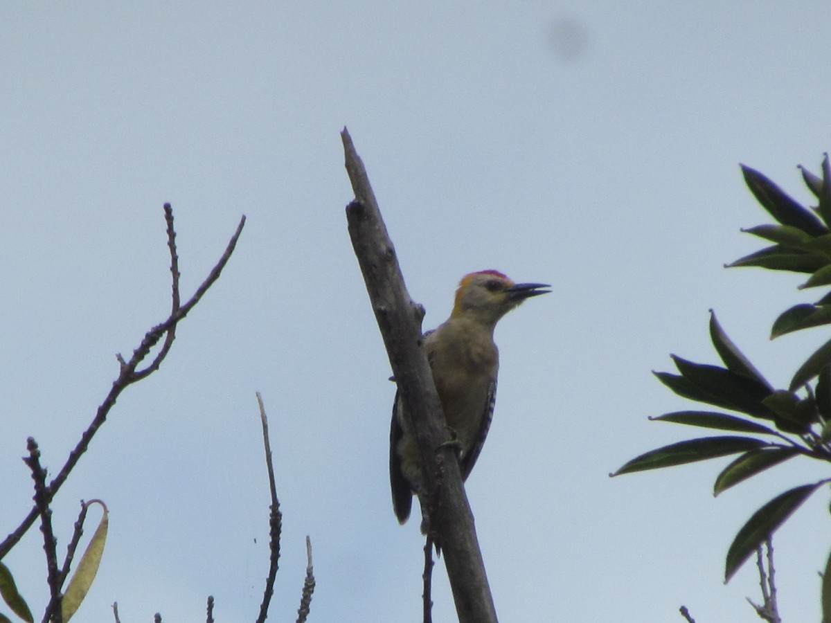 Hoffmann's Woodpecker - ML630882506