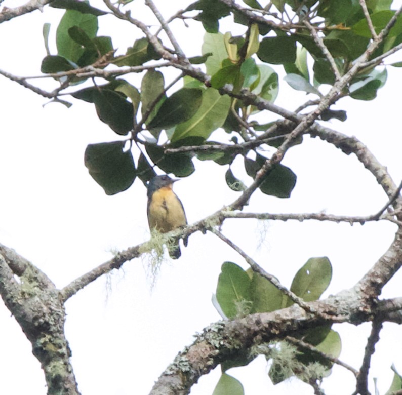 Sumatran Flowerpecker - ML630882568