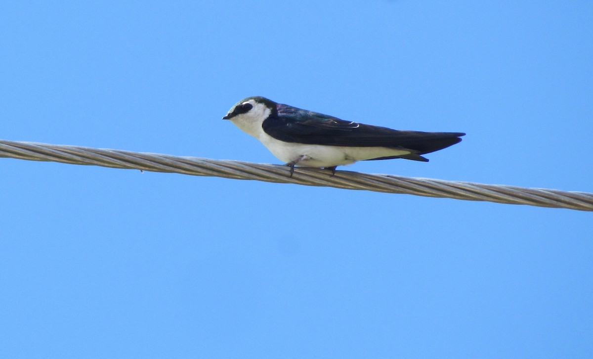 Violet-green Swallow - ML630882705