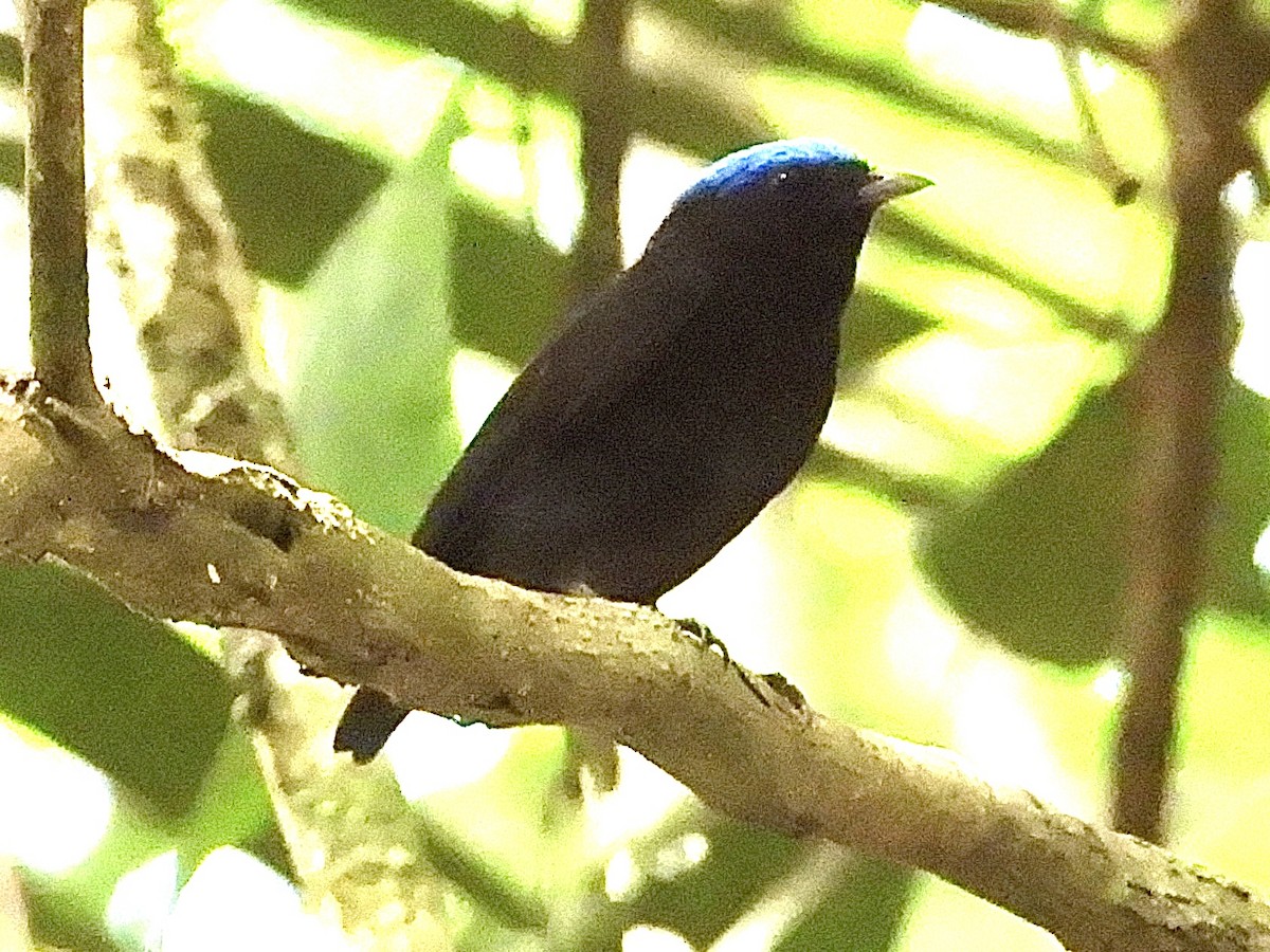 Blue-capped Manakin - ML630882758