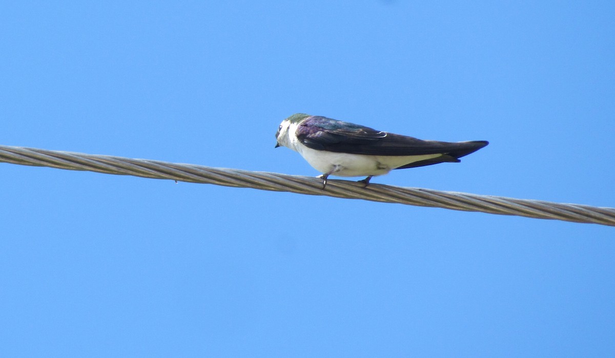 Violet-green Swallow - ML630882980