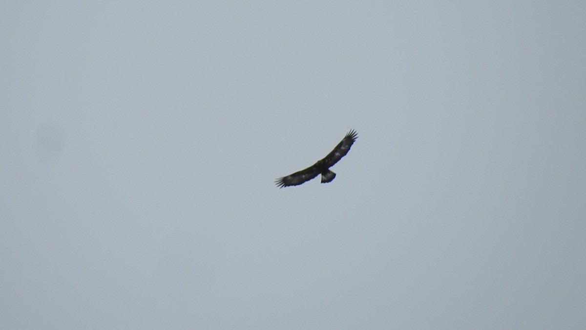 Golden Eagle - ML630883043