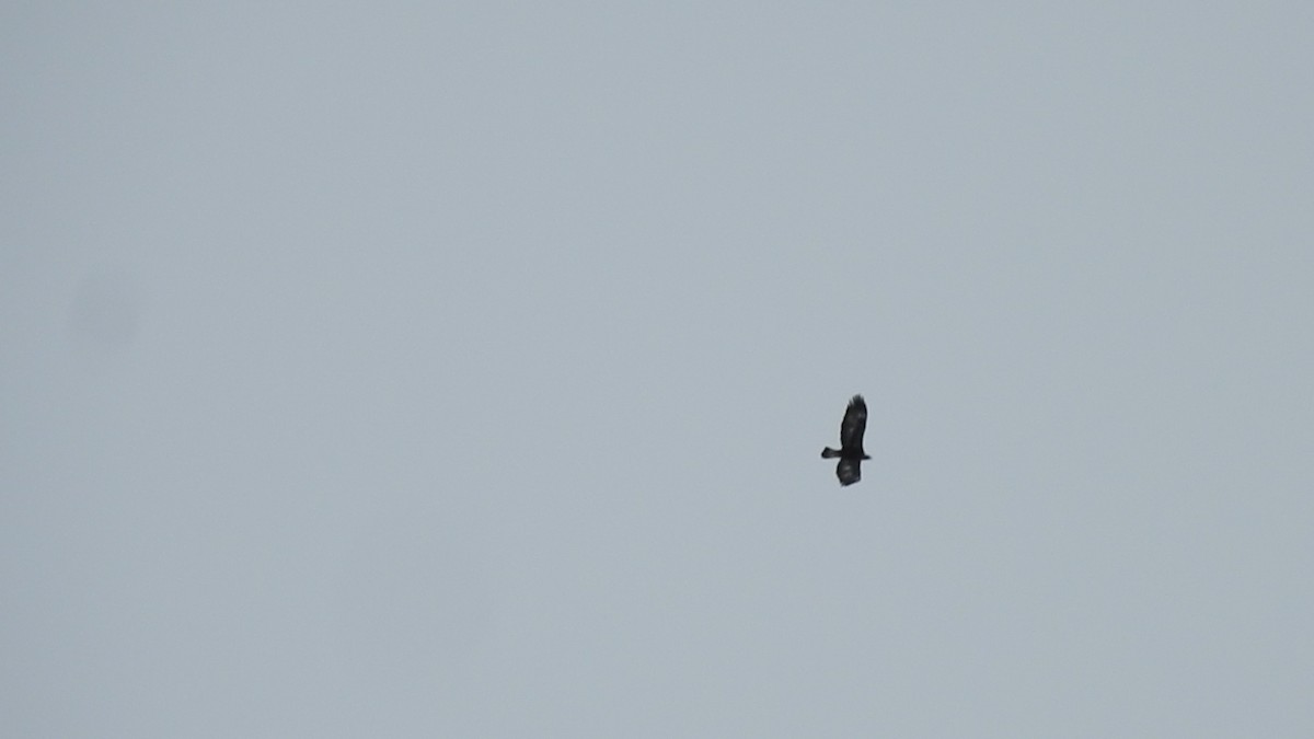 Golden Eagle - ML630883044