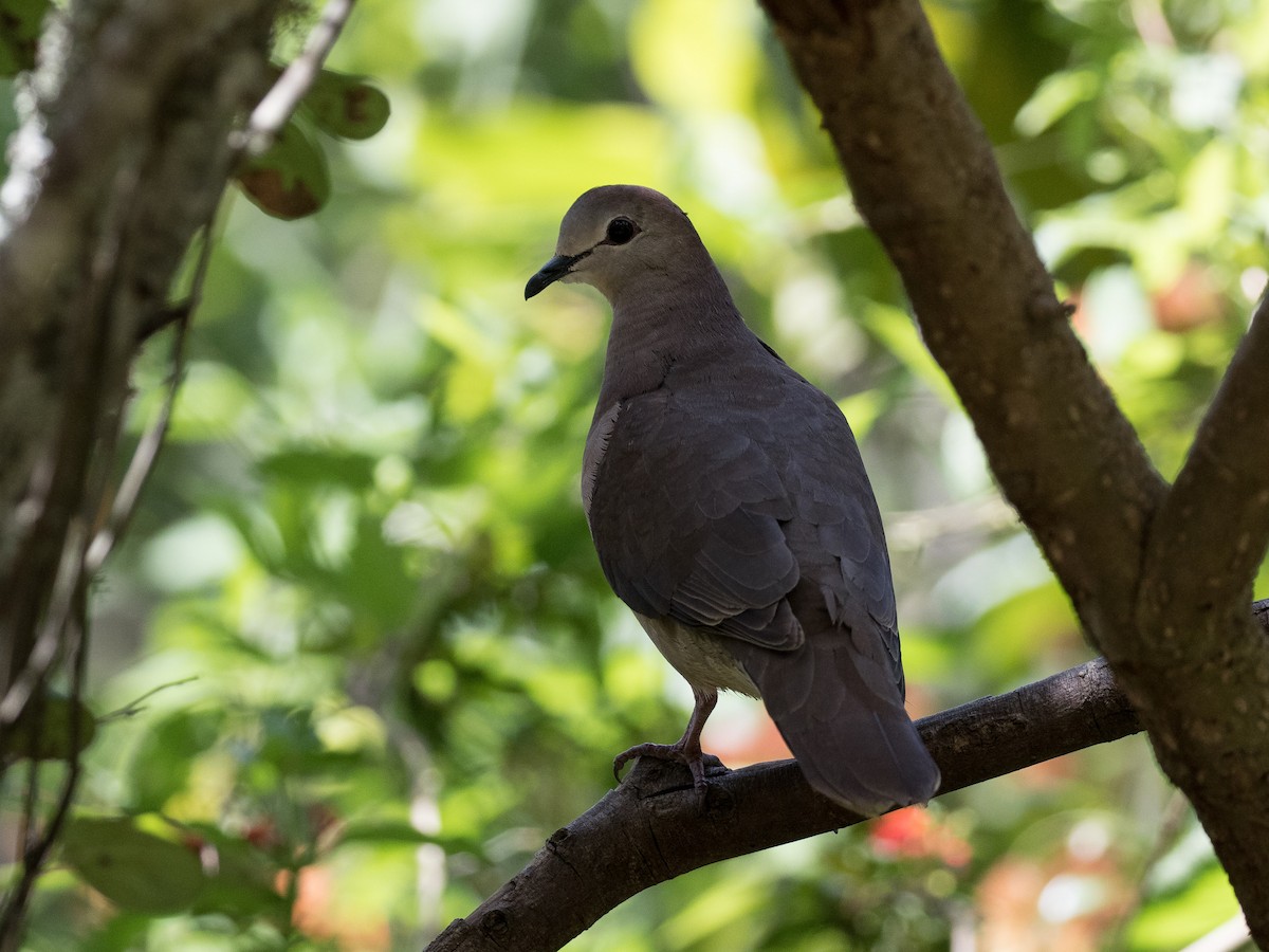 Large-tailed Dove - ML630883145