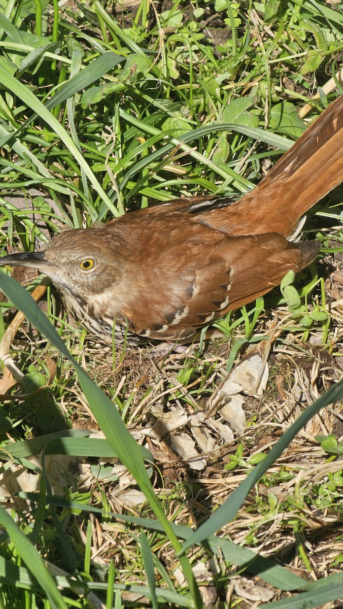 Brown Thrasher - ML630883163