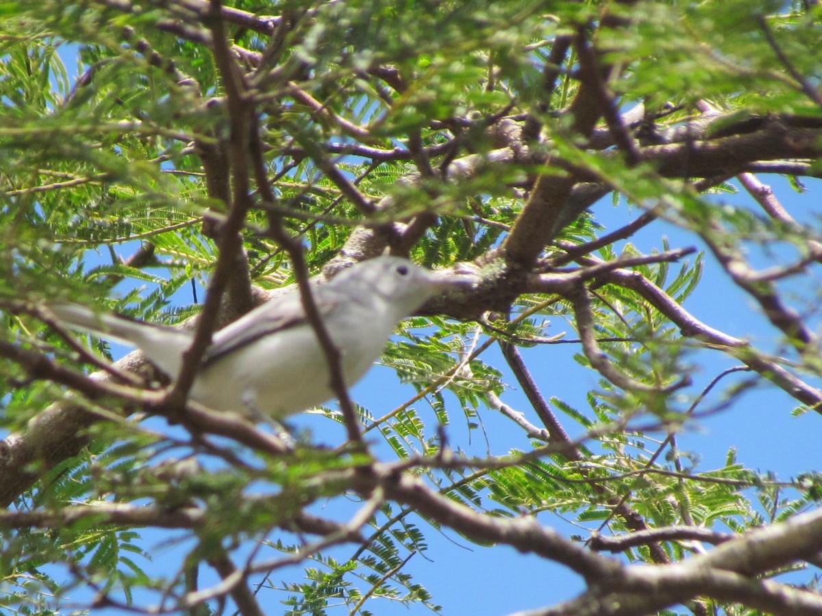 Blue-gray Gnatcatcher - ML630883244