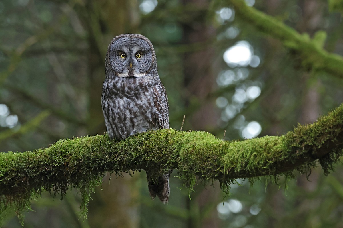 Great Gray Owl - Nathan Wall