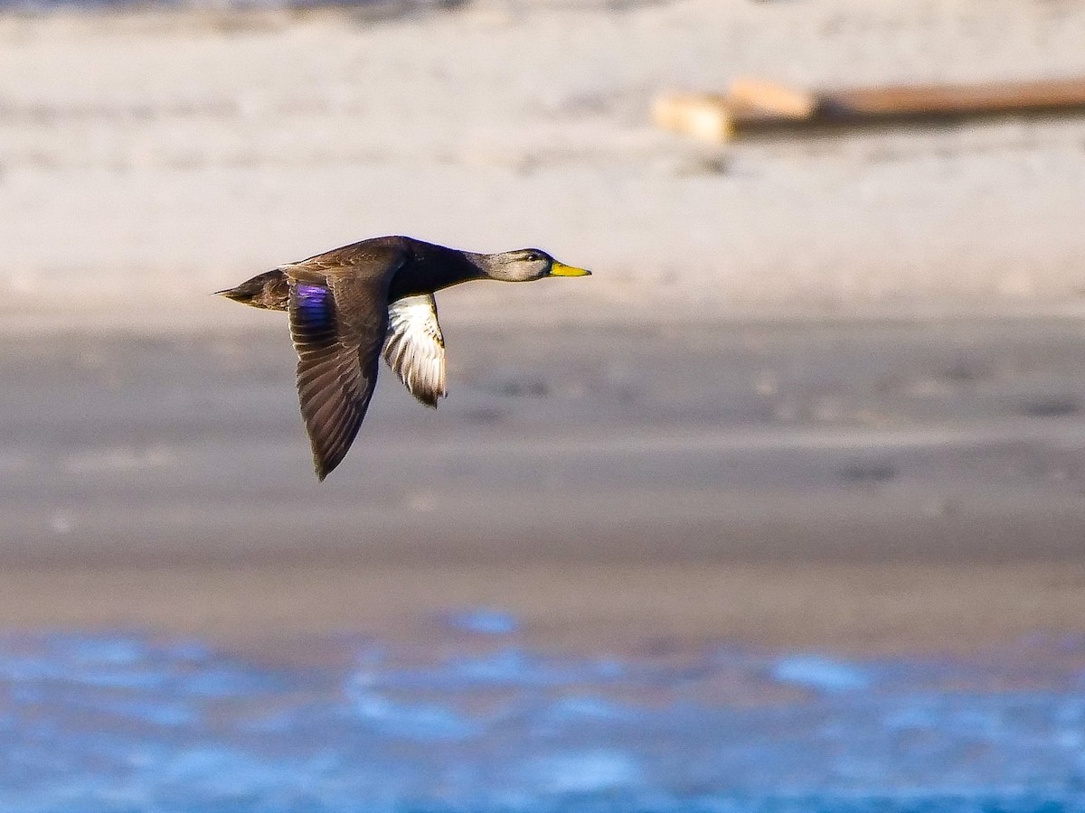 American Black Duck - ML630883332