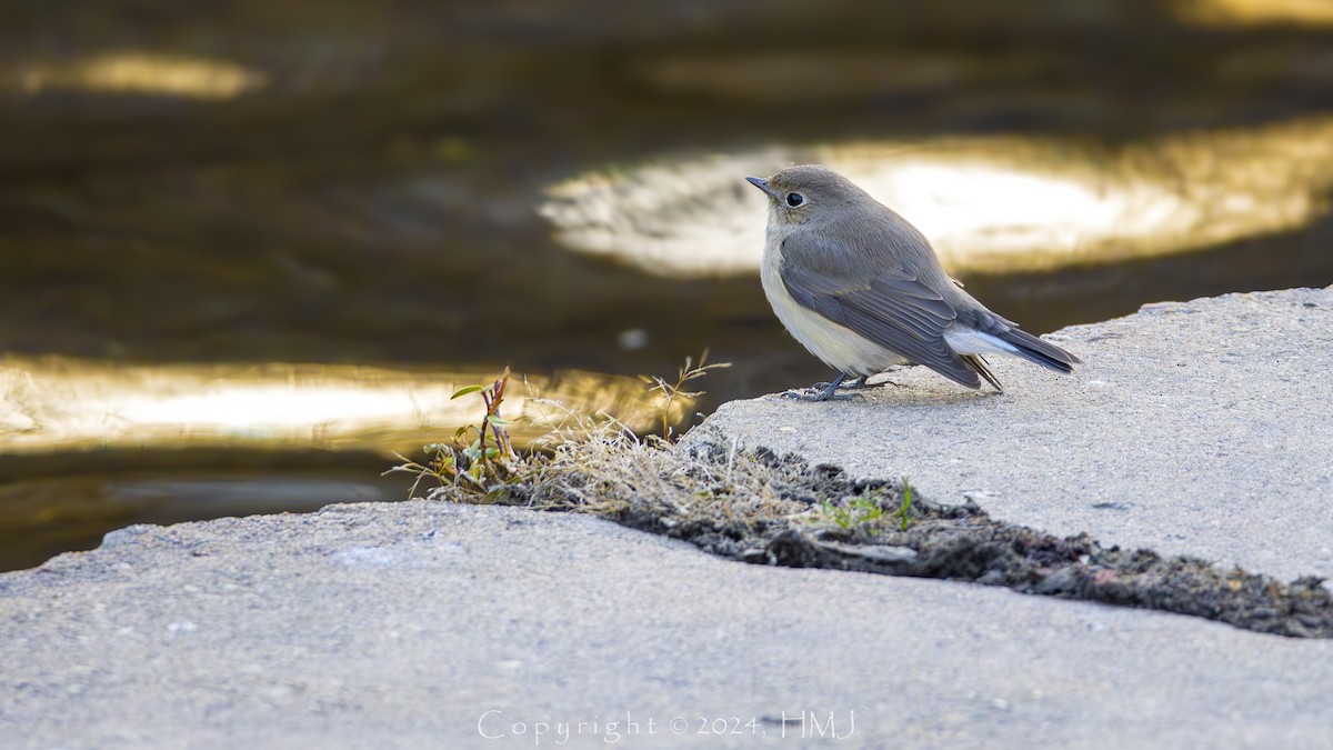 Red-breasted Flycatcher - ML630883394