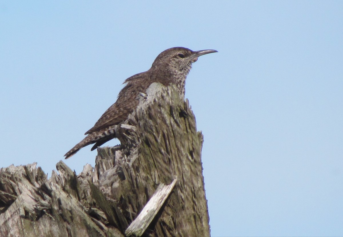 Rock Wren - ML630883515