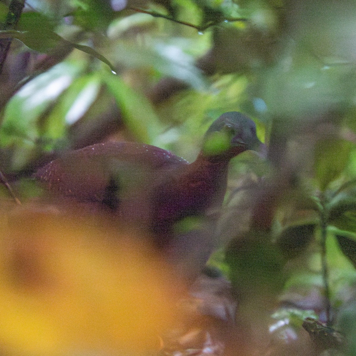 Highland Tinamou - ML630883688