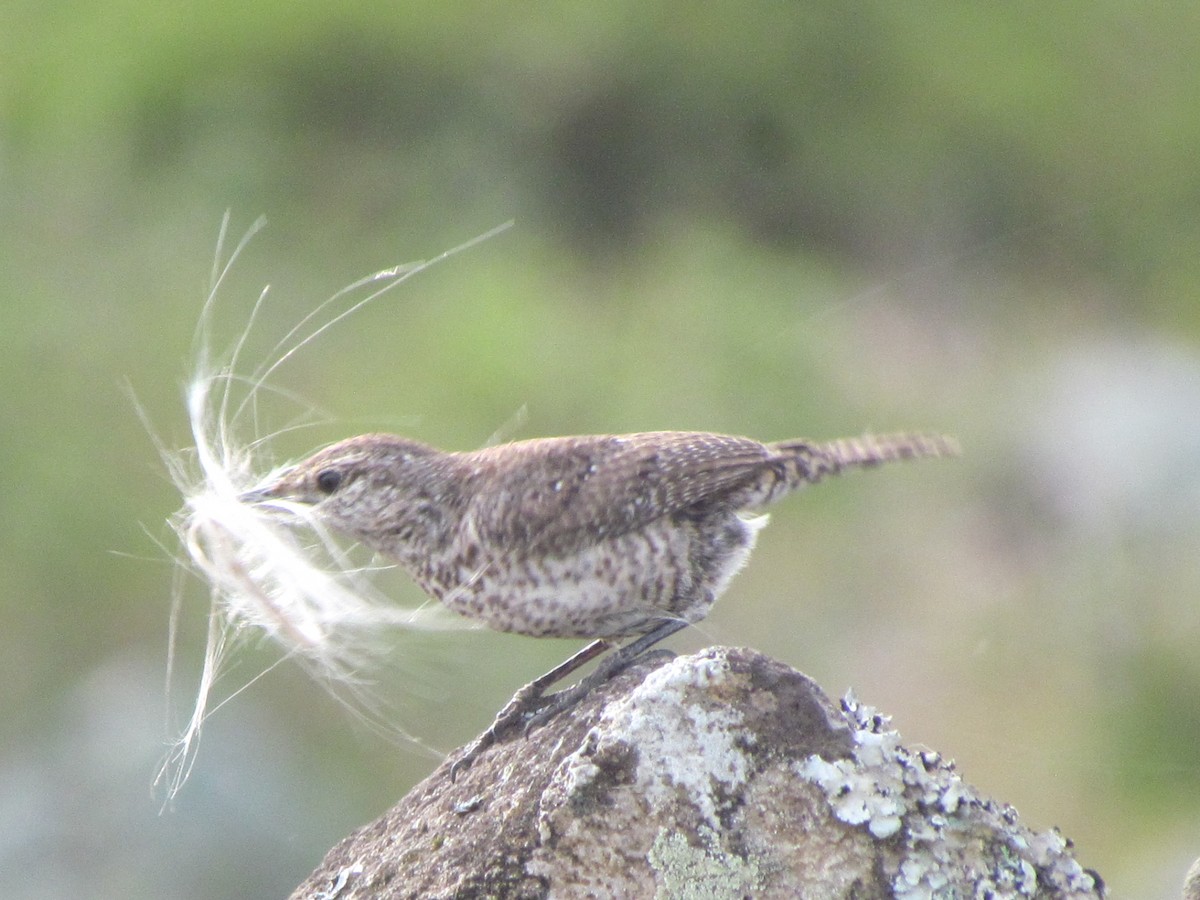 Rock Wren - ML630883745
