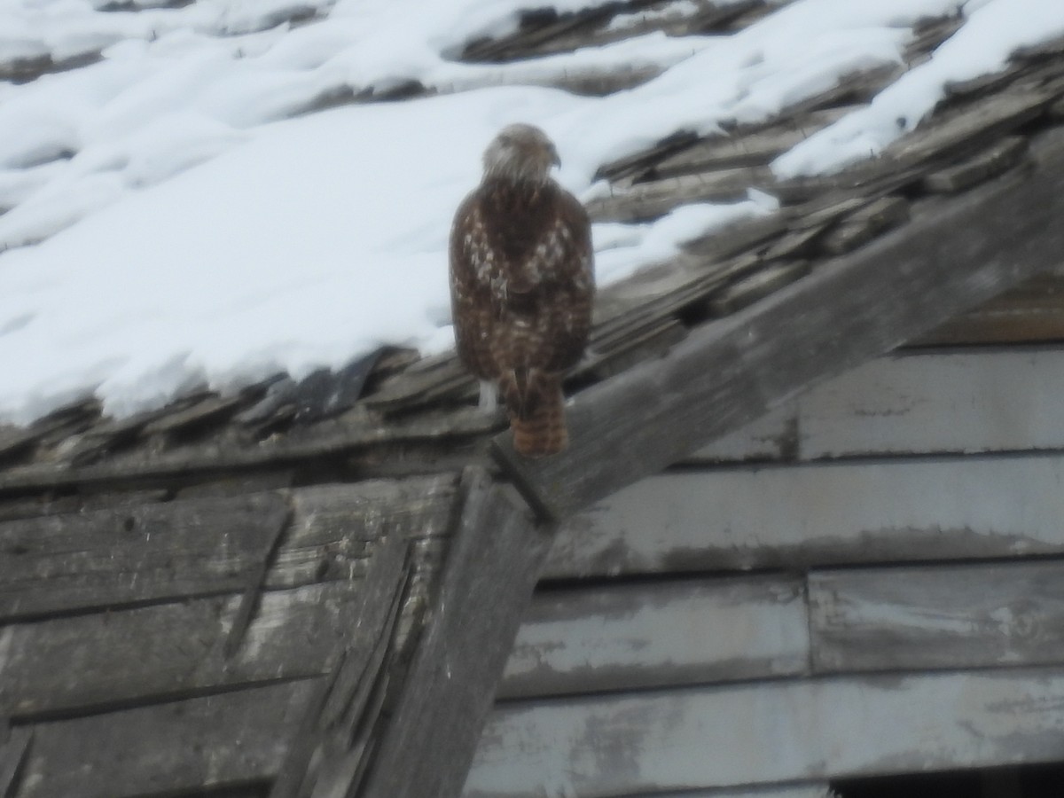Red-tailed Hawk (borealis) - ML630883823