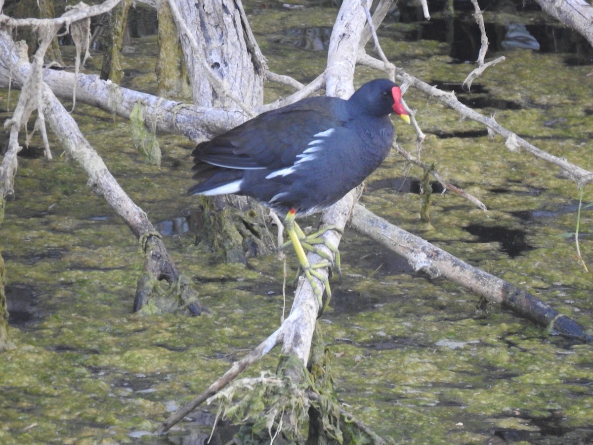 Gallinule poule-d'eau - ML630883825