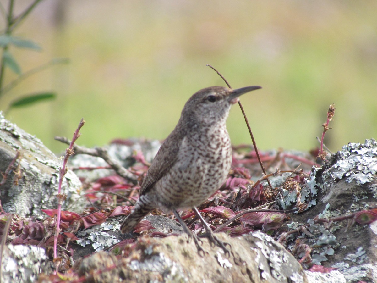 Rock Wren - ML630883827
