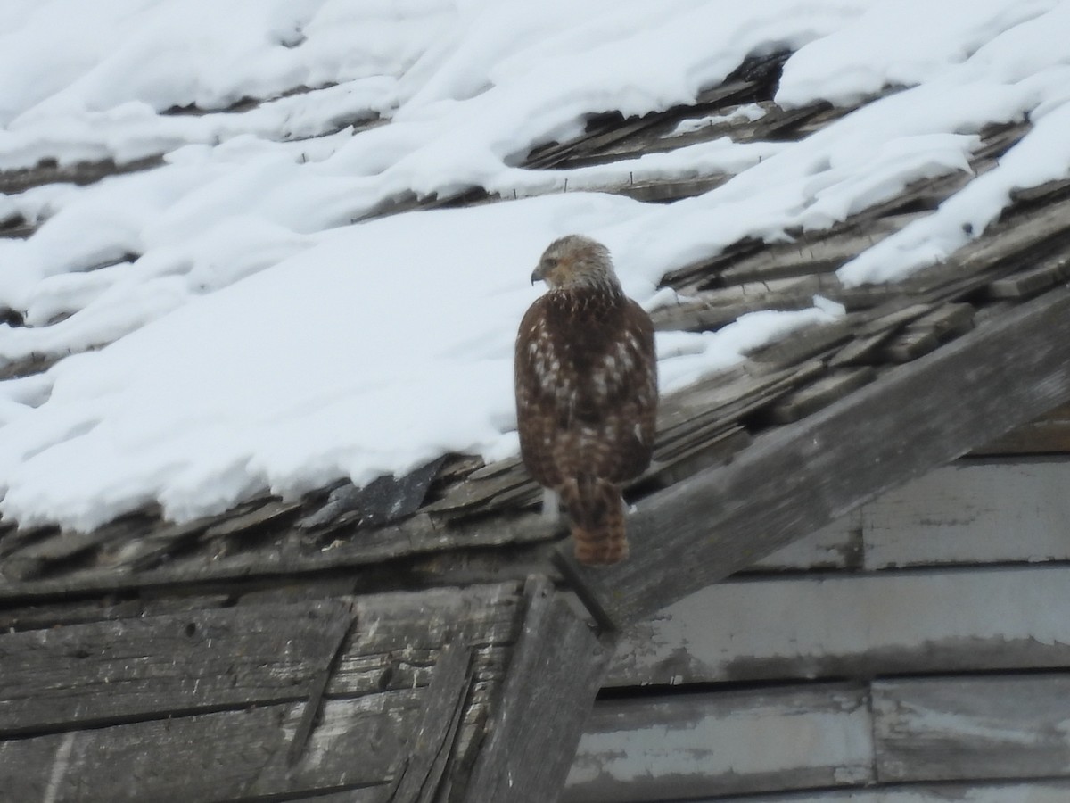 Red-tailed Hawk (borealis) - ML630883842