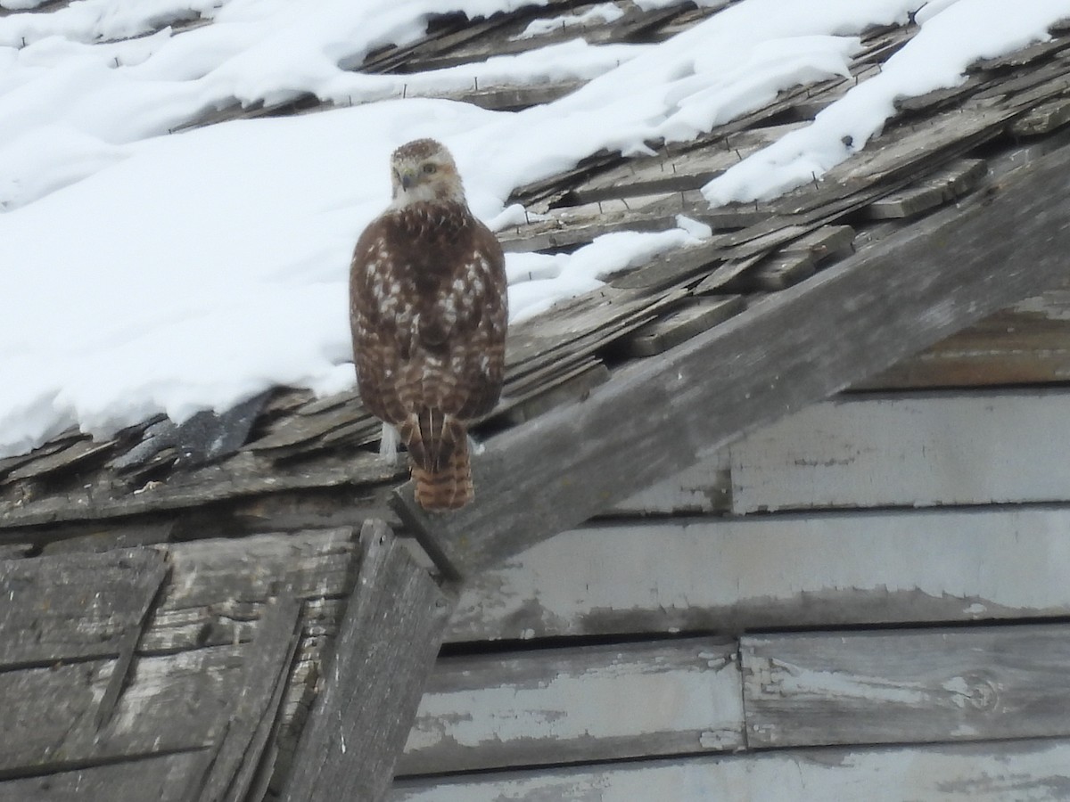 Red-tailed Hawk (borealis) - ML630883855