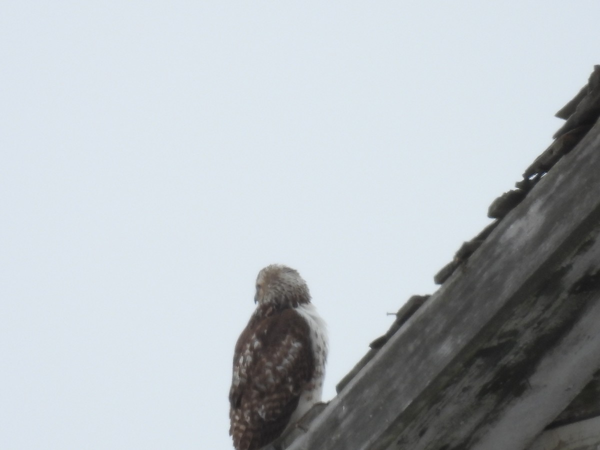 Red-tailed Hawk (borealis) - ML630883868