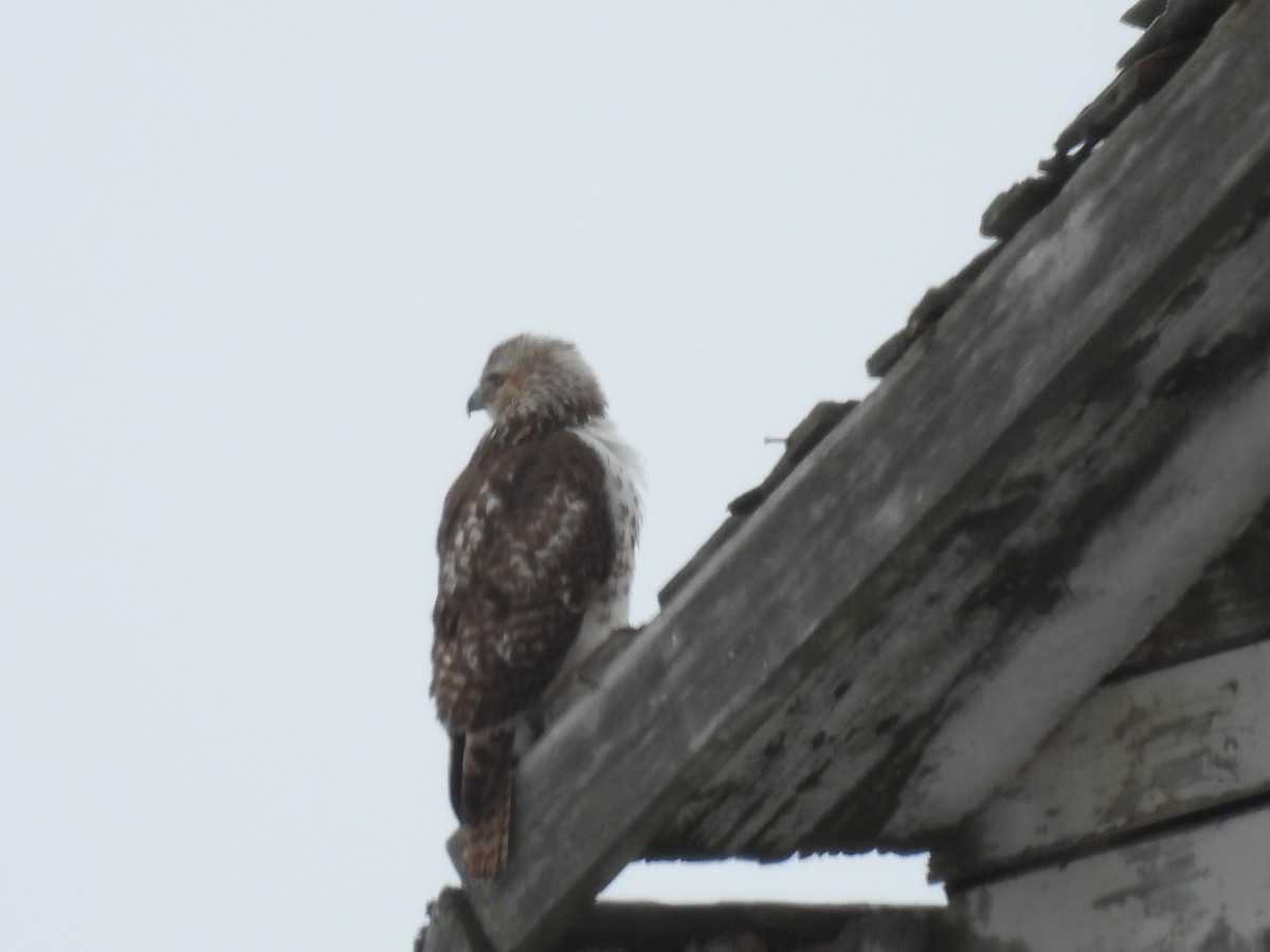 Red-tailed Hawk (borealis) - ML630883875