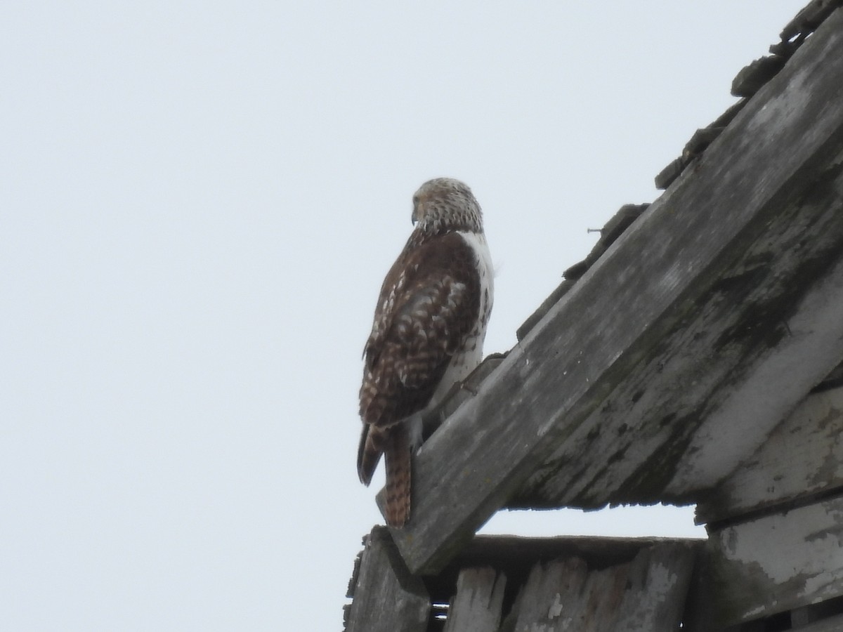 Red-tailed Hawk (borealis) - ML630883884