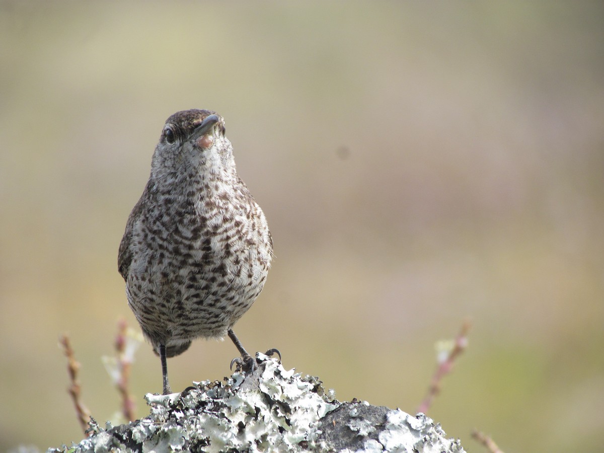 Rock Wren - ML630883905